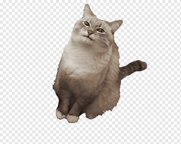 Кот без фона