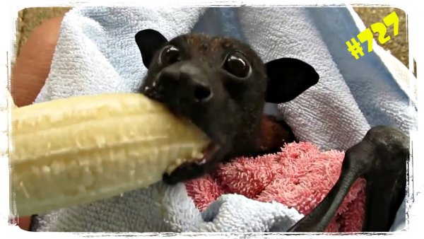 Летучая мышь КСТ банан