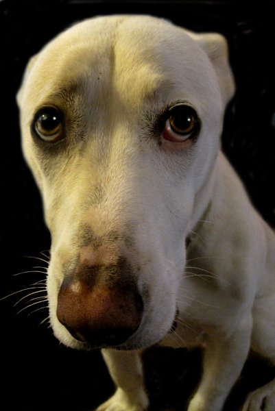 Виноватый пес