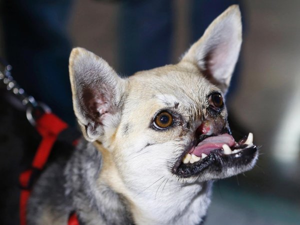 Собака чихуахуа злая
