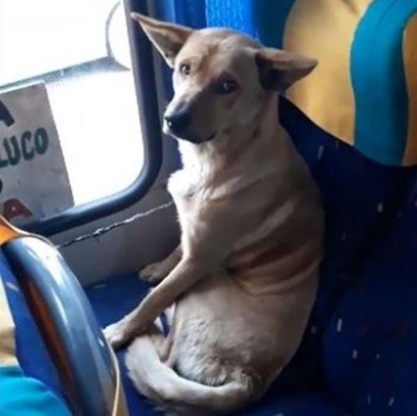 Собака в автобусе