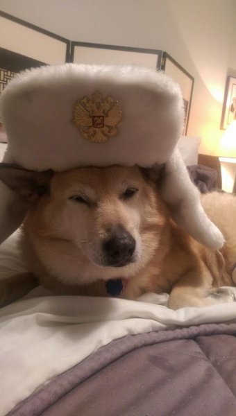 Щенок в шапке ушанке