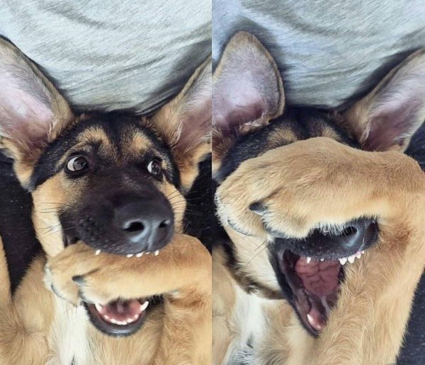 Собака ржет