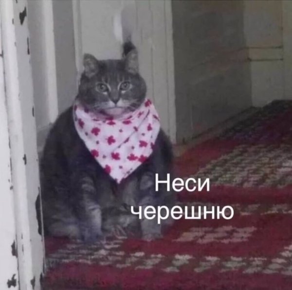 Кот неси черешню