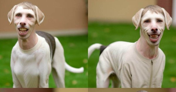 Собака нейросеть