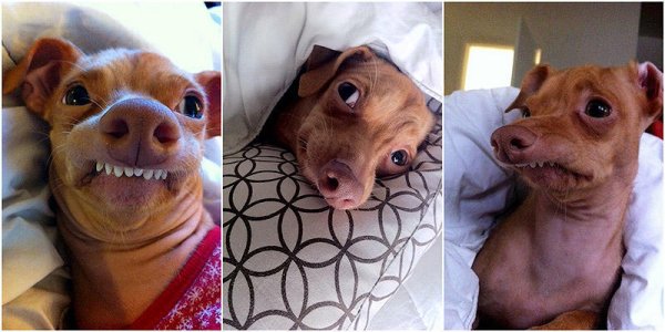 Собака с неправильным прикусом