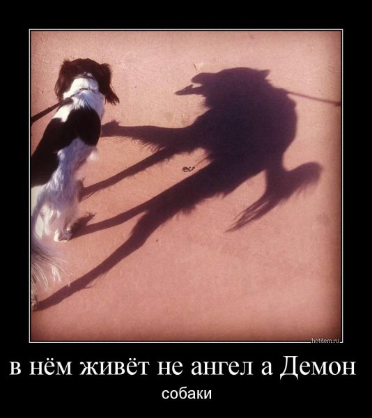 Тень прикол