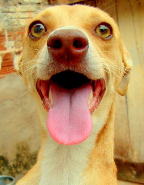 Смешные собаки