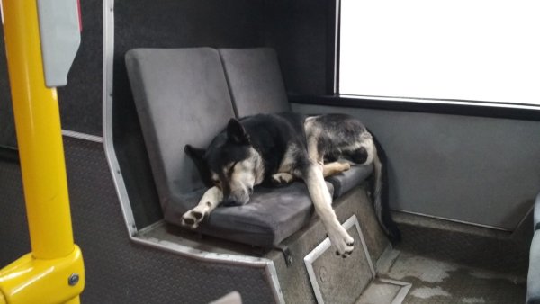 Одинокая собака в автобусе