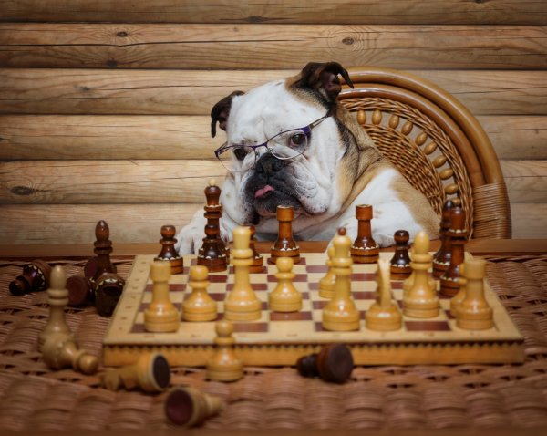 Шахматы звери