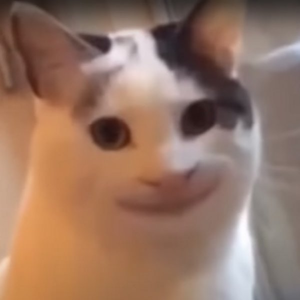 Улыбающийся кот из мемов