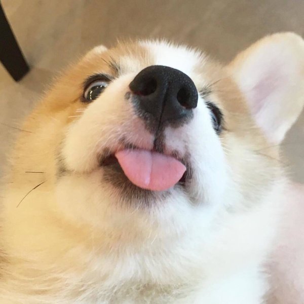 Корги Буханка