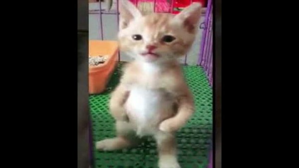 Кот стоящий на двух лапах