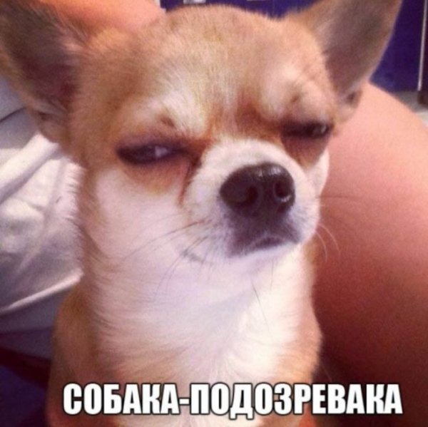 Забитая собака