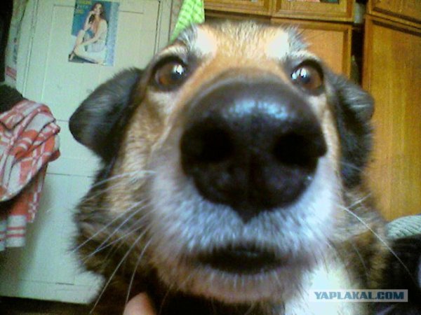 Собачий нос