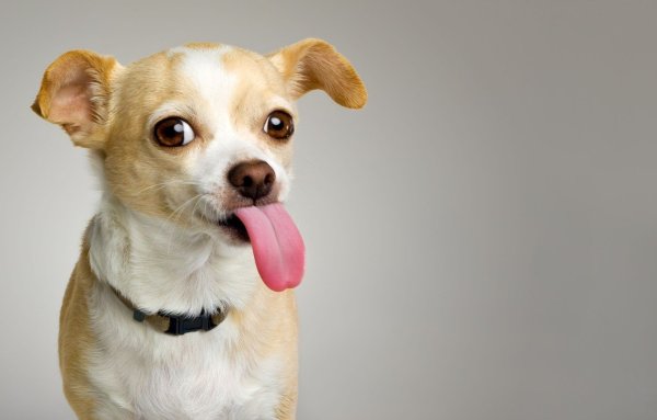 Смешные собаки