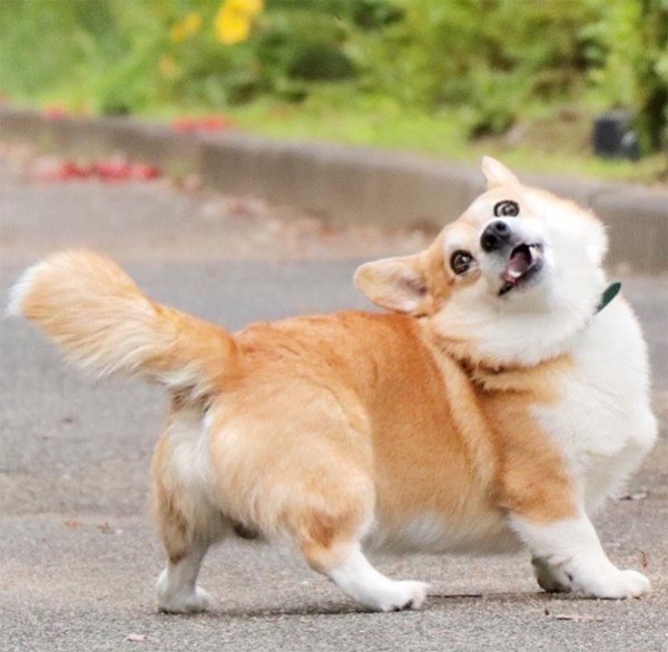 Японская собака корги