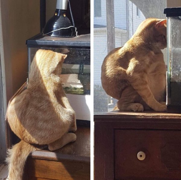 Кот сгорбился