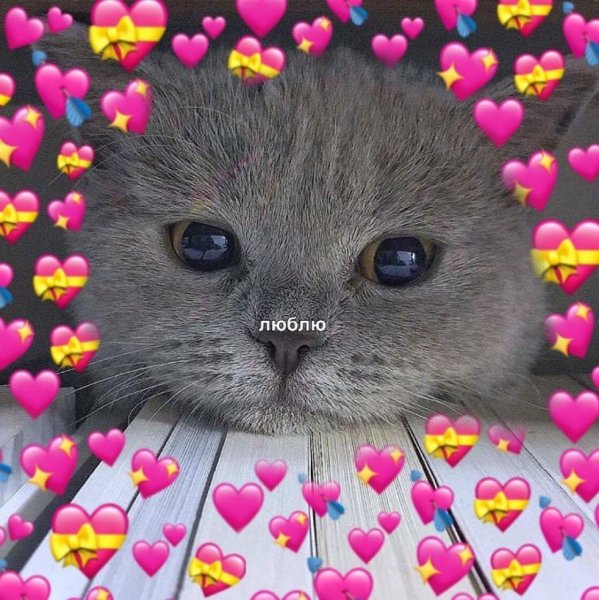 Котик с сердечком