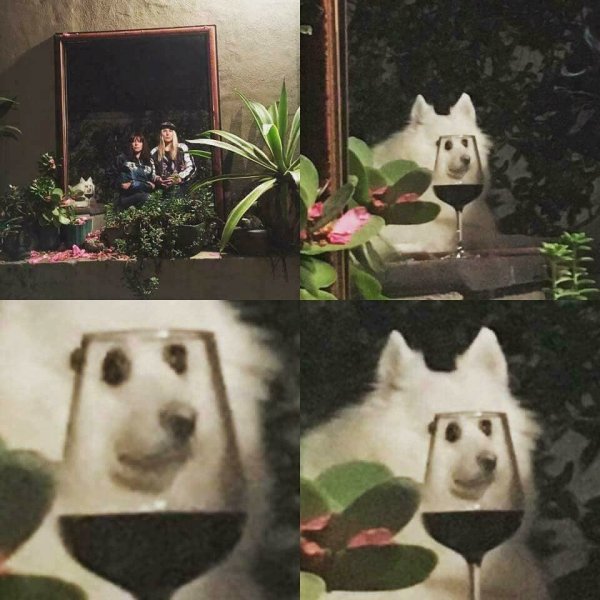 Мемы с собаками