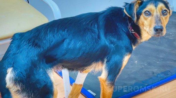 Собака Элька