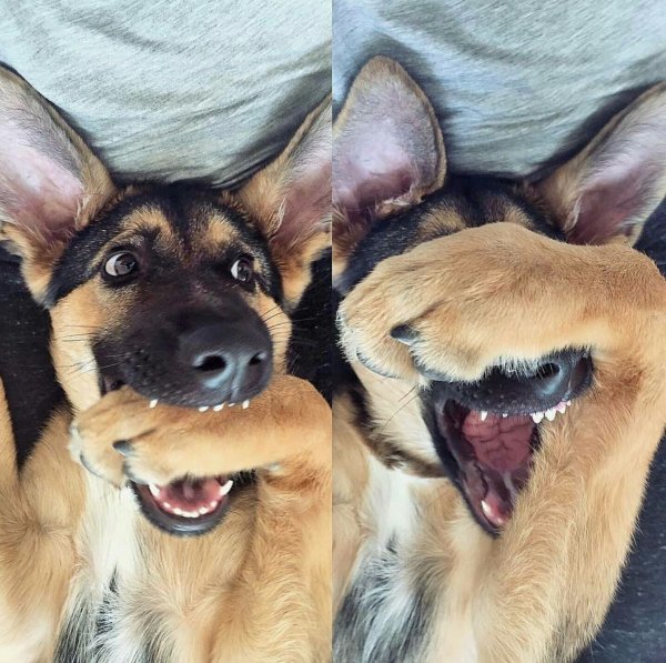 Собака ржет