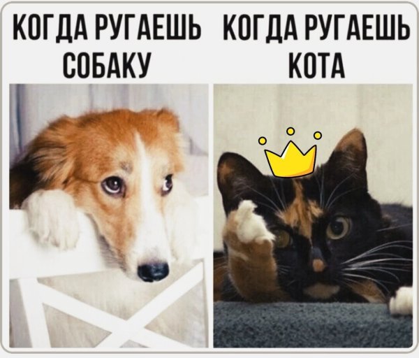 Когда ругаешь собаку и кота