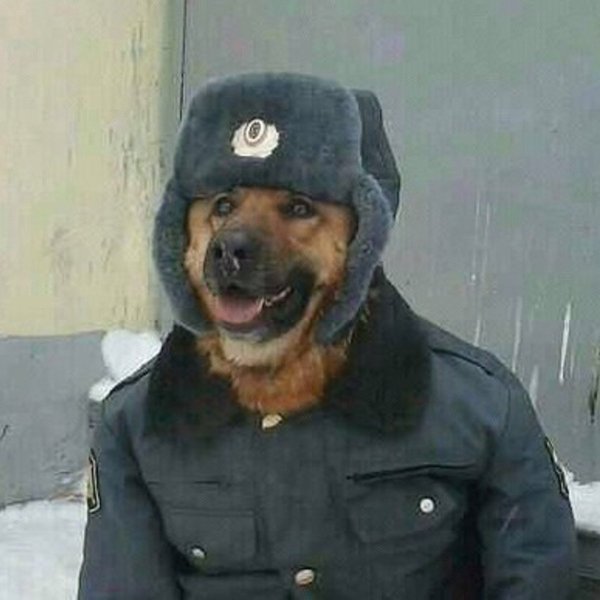 Пес в милицейской форме