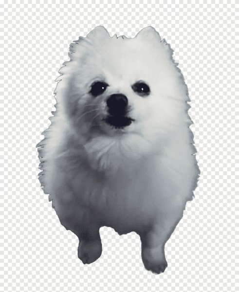 Померанский шпиц