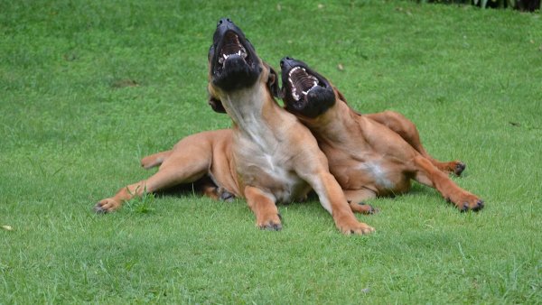 Собака ржет