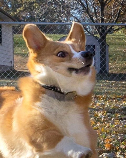 Веселый вельш корги