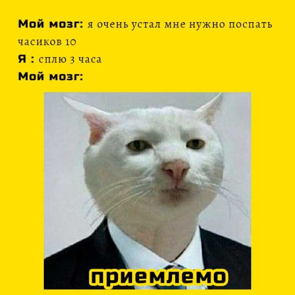 Приемлемо Мем кот