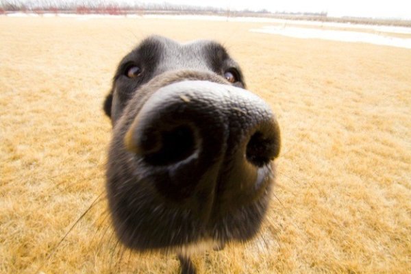 Животные на широкоугольный объектив