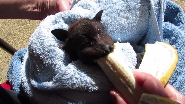 Летучая лисица ест банан