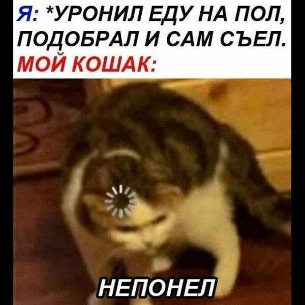 Кот с загрузкой натголове