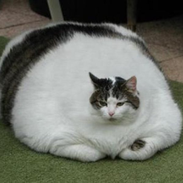 С толстым котом