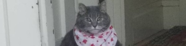 Неси черешню Мем