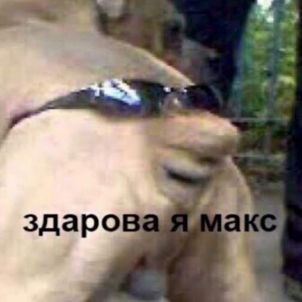 Собака с очками на хвосте