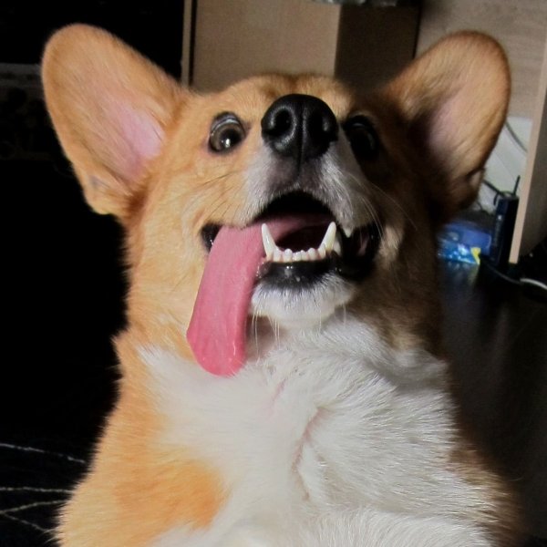 Зубы вельш корги пемброк