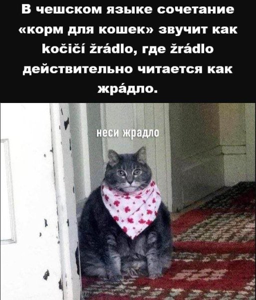 Кот и жрадло