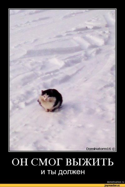 Мем я обязательно выжи