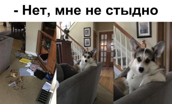 Шутки про корги