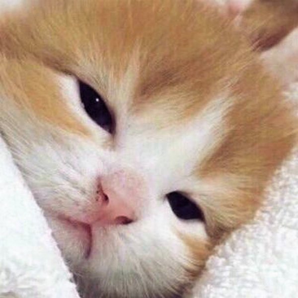 Милые коты пикча