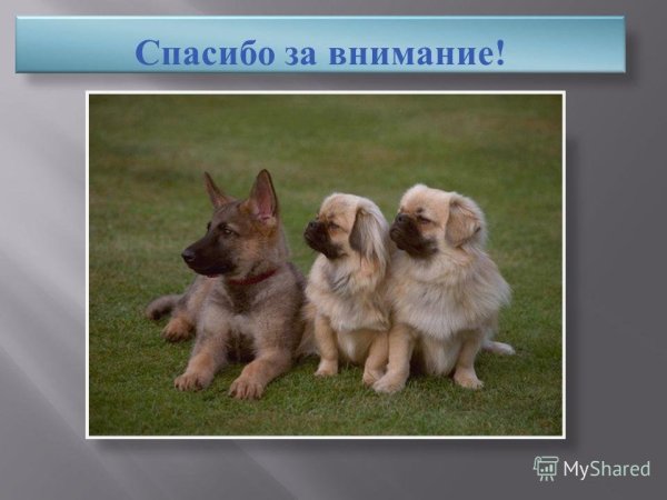 Спасибо за внимание щенок