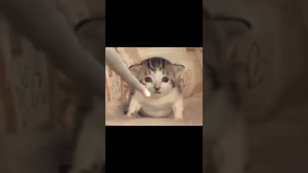 Котенок взрывается