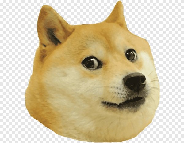 Шиба ину голова