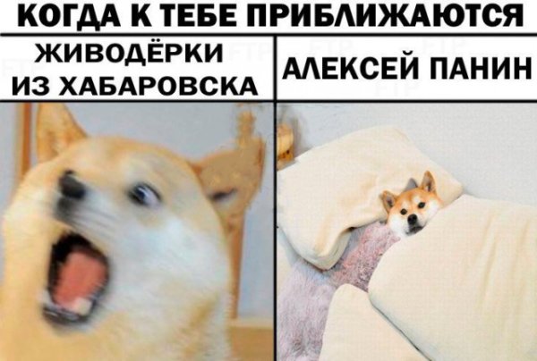 Любитель собак