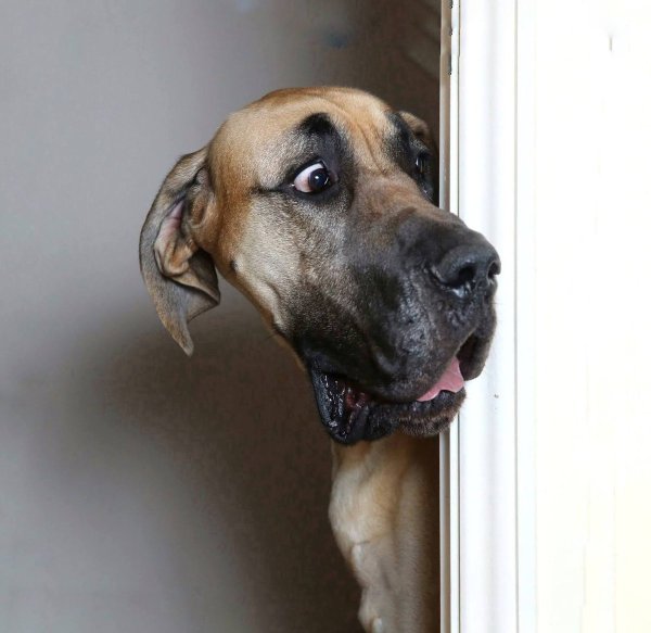 Панин с собакой мемы