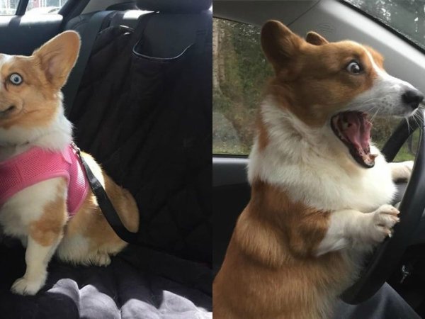 Упоротый корги