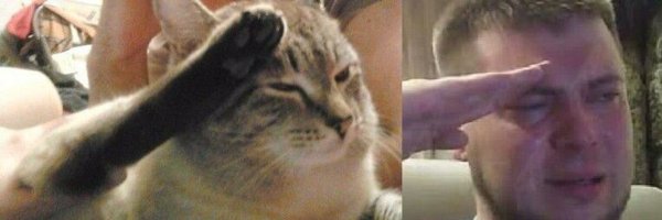 Кот отдает честь Мем